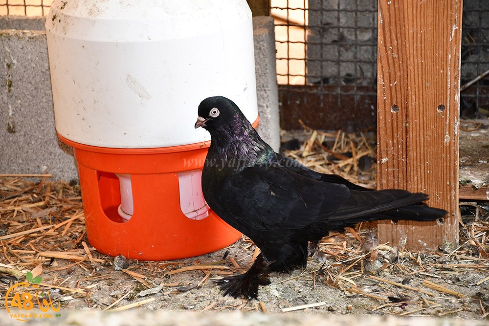 zohdi 3ashoor (36).jpeg